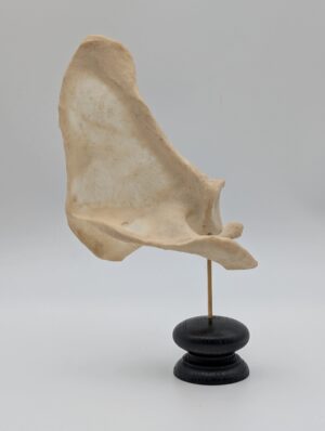 Ex-Medical Human Scapula Specimen on Display Stand