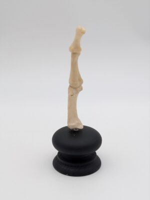 Ex-Medical Human Finger Bone Specimen on Display Stand
