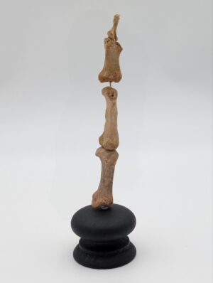 Ex-Medical Human Finger Bone Specimen on Display Stand