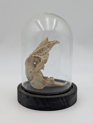 Real Mountain Hare Skull in Glass Dome Display