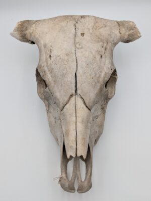Large Authentic Wall Mountable Bull Skull