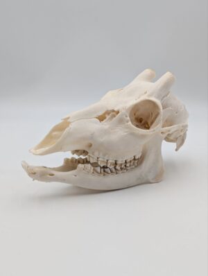 Authentic Deer Skull Specimen – Natural History Osteological Display