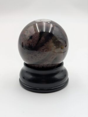 Real Octopus Wet Specimen in Glass Display Dome
