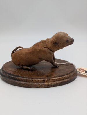 Antique Taxidermy Stillborn Puppy Study on Wooden Plinth