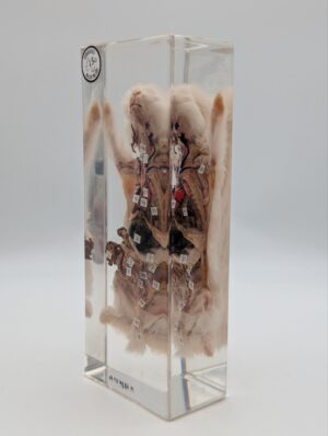 Resin Encased Dissected Rat – Anatomical Teaching Specimen