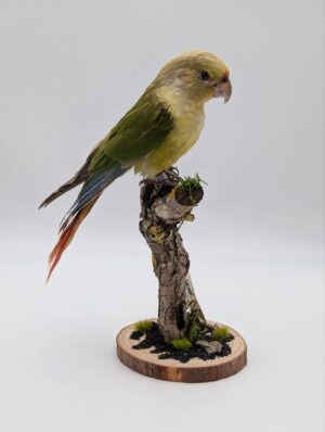Taxidermy Pineapple Conure Parrot on Naturalistic Mount