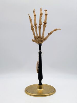 Articulated Human Hand – Ex Medical Anatomical Specimen on Stand