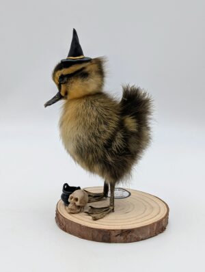 Taxidermy “Witch” Duckling Display with Miniature Props