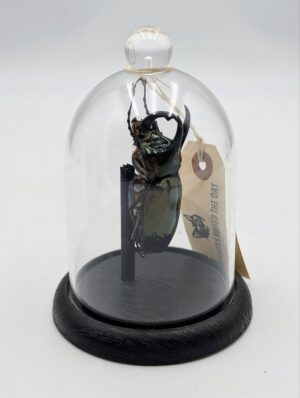 Real Rhinoceros Beetle Specimen in Glass Dome Display