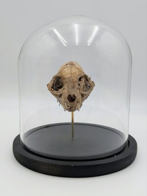 Real Cat Skull Specimen in Glass Dome Display