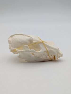 Authentic Raccoon Skull – Natural History Osteological Specimen