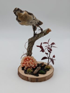 Vintage Taxidermy Whinchat Bird – Mounted Natural History Specimen
