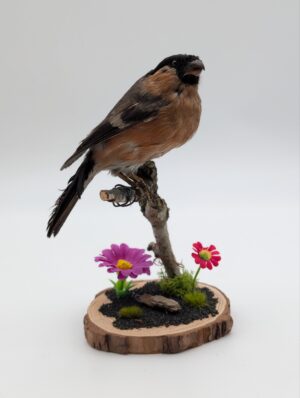 Antique Taxidermy Goldfinch on Naturalistic Floral Mount