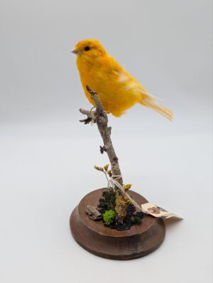 Taxidermy Orange Canary on Naturalistic Branch Mount