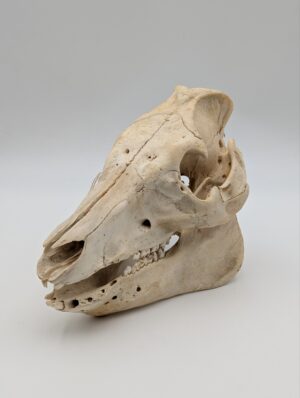 Authentic Pig Skull – Natural Osteological Specimen