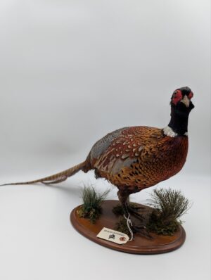 Taxidermy Pheasant Mounted on Oval Wooden Base