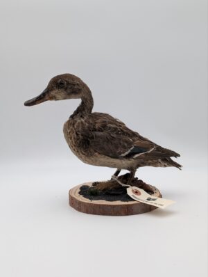 Taxidermy Garganey Duck Mounted on Natural Wood Base