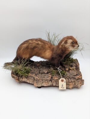 Taxidermy Stoat Mounted on Naturalistic Bark Base
