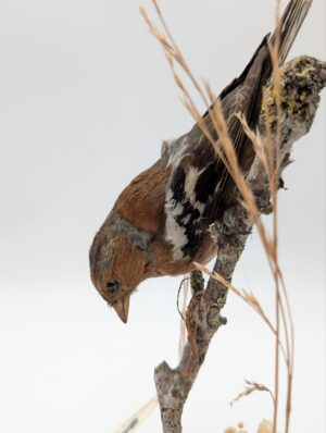 Antique Taxidermy Chaffinch on Naturalistic Display Base