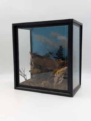 Antique Taxidermy Starling in Glass Display Case Diorama