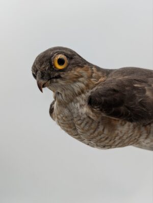Antique Taxidermy Sparrowhawk Mounted on Naturalistic Base