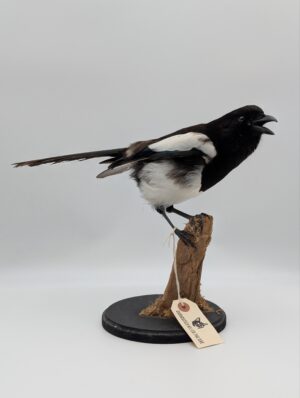Taxidermy Magpie Mounted on Naturalistic Base