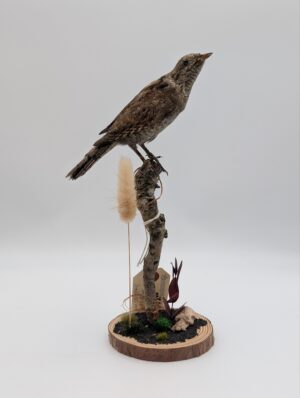 Antique Taxidermy Wryneck Bird Specimen on Naturalistic Mount