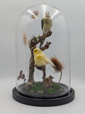 Taxidermy Canary & Parakeet Display Under Glass Dome