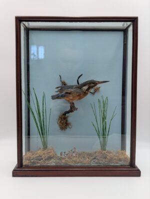 Antique Glass Cased Taxidermy Kingfisher In Naturalistic Diorama