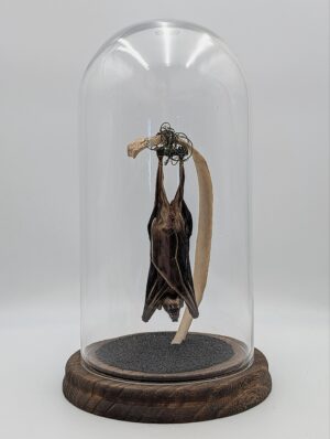 Taxidermy Bat Mounted on Human Rib Under Glass Dome