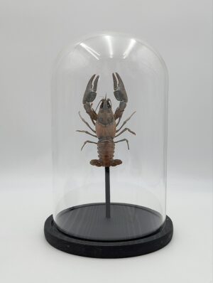 Taxidermy Crayfish Specimen Displayed Under Glass Dome