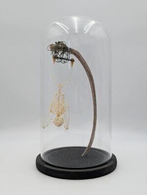 Authentic Bat Skeleton Suspended on Human Rib in Glass Dome