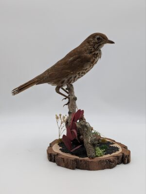 Antique Taxidermy Song Thrush Mounted on Naturalistic Base