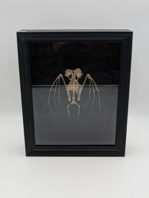 Rare Two-Headed Bat Skeleton Display in Shadow Box Frame