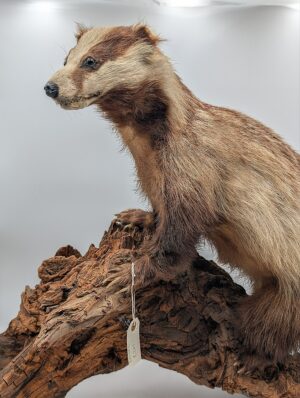 Antique Taxidermy Badger Mounted on Natural Root Base