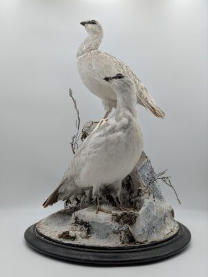Antique Taxidermy Ptarmigan Pair in Winter Landscape Mount