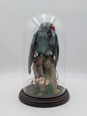 Taxidermy Ring-Necked Parakeet (Indian Ringneck) in Glass Dome Display