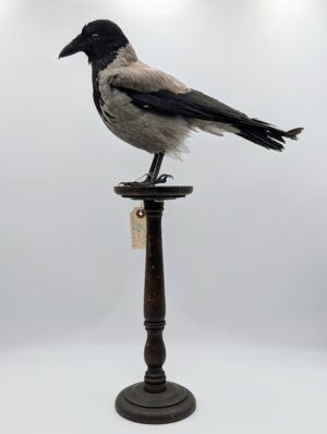 Taxidermy Hooded Crow (Corvus cornix) with Three-Eyed Gothic Alteration on Turned Wooden Stand