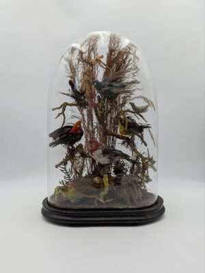 Victorian Glass Dome Housing Mixed Taxidermy Bird Group Diorama