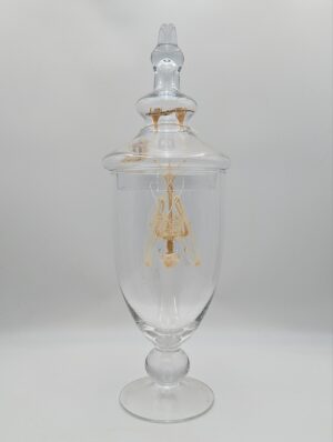 Real Bat Skeleton Suspended in Glass Apothecary Jar Display