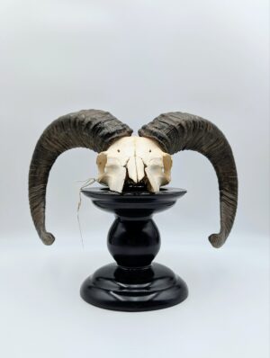 Authentic Ram Skull with Large Curled Horns Mounted on Black Pedestal Stand