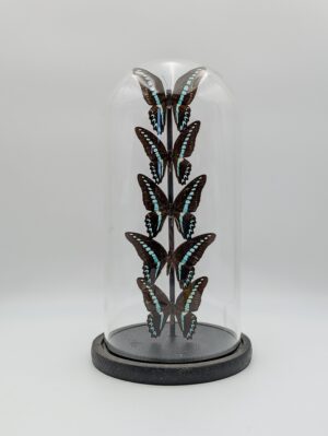 Taxidermy Butterfly Display Dome with Multiple Specimens