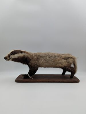 Taxidermy Baby Badger Mounted on Wooden Base