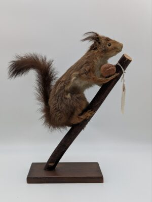 Taxidermy Squirrel Holding Nut Mounted on Wooden Base