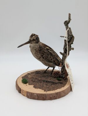 Taxidermy Jack Snipe Mounted on Naturalistic Wood Base