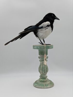 Taxidermy Magpie Mounted on Decorative Turned Stand