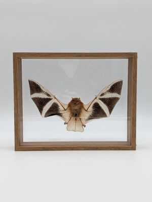 Shadow Box Framed Taxidermy Bat Specimen in Acrylic Display