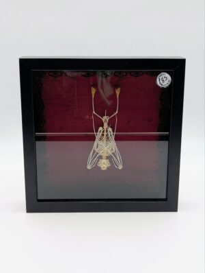 Authentic Bat Skeleton Shadow Box Display – Framed Osteological Specimen