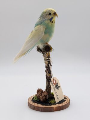 Taxidermy Budgerigar (Budgie) Mounted on Naturalistic Base