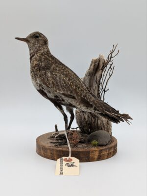 Antique Taxidermy Golden Plover on Naturalistic Mount